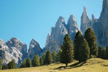 Zirben am Berg