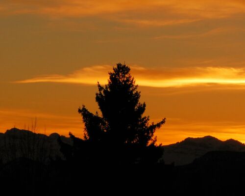 Zirbe im Sonnenuntergang